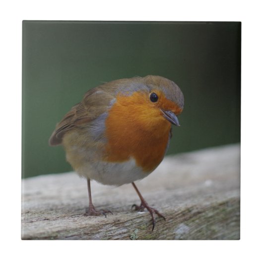 ロビンのセラミックタイル タイル (正面)