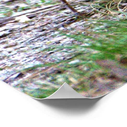 ロビンの写真 ポスター (角)