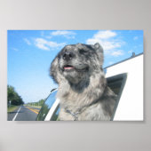 ロビンの生活 ポスター (正面)