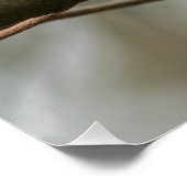 ロビンの自然写真 ポスター (コーナー)