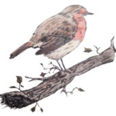 ロビンはツタの葉の野鳥にとまっていた 子供用エプロン