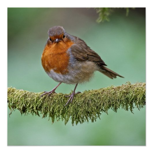 ロビンは、苔むした木の枝にとまった ポスター (正面)