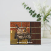 ロビンオンネスト ポストカード (スタンド正面)