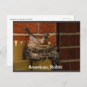 ロビンオンネスト ポストカード (正面/裏面)