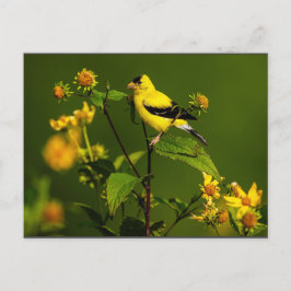 ロビンオンネスト ポストカード