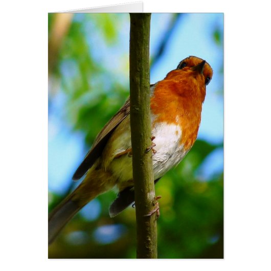 ロビンカード (正面)