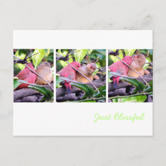 ロビンスの修復 ポストカード