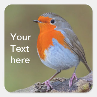 ロビンスクエアステッカー スクエアシール