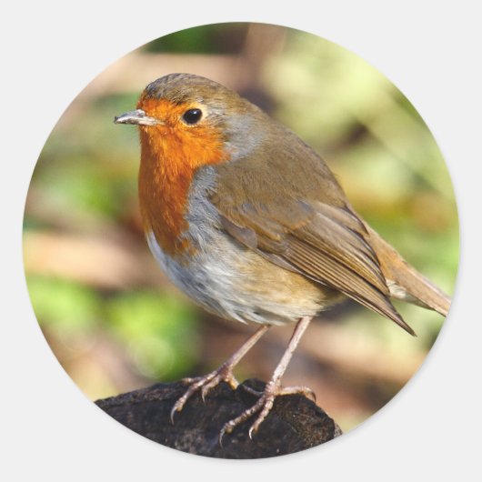 ロビンステッカー ラウンドシール (正面)