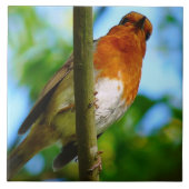 ロビンス タイル (正面)