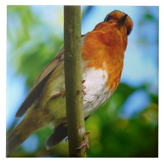 ロビンス タイル (正面)