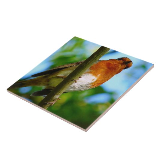 ロビンス タイル (側面)