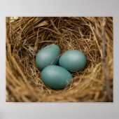 ロビンズエッグ ポスター (正面)