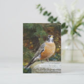 ロビンズバス鳥はがき ポストカード (スタンド正面)