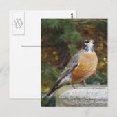 ロビンズバス鳥はがき ポストカード (正面/裏面)