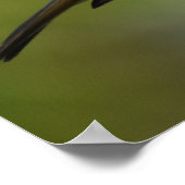 ロビンポーズ ポスター (角)