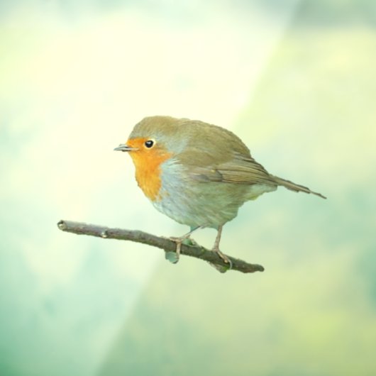 ロビンレッドブストウィンドウにしがみつく ウィンドウサイン (シート3)