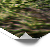 ロビンレドブレスト ポスター (角)