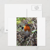 ロビンレブスト ポストカード (正面/裏面)