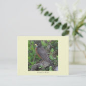 ロビン写真はがき ポストカード (スタンド正面)