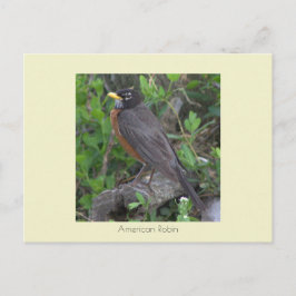 ロビン写真はがき ポストカード