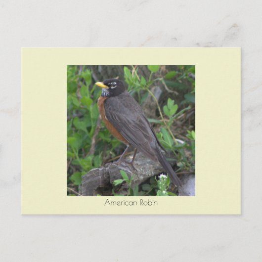 ロビン写真はがき ポストカード (正面)