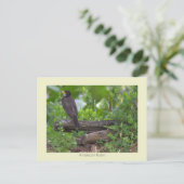 ロビン写真はがき ポストカード (スタンド正面)