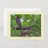 ロビン写真はがき ポストカード (正面/裏面)