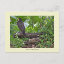 ロビン写真はがき ポストカード