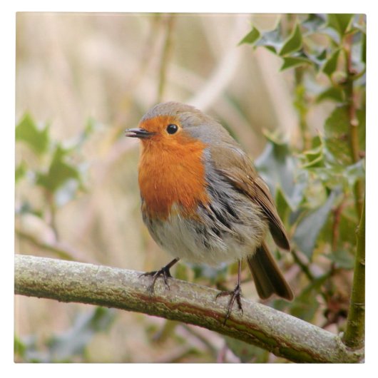 ロビン圧倒すること タイル (正面)