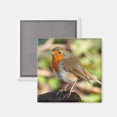 ロビン磁石 マグネット (正面/裏面)