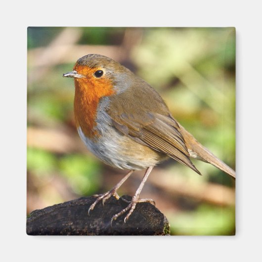 ロビン磁石 マグネット (正面)