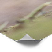 ロビン自然写真ポスター ポスター (角)