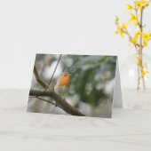 ロビン自然写真 カード (黄色い花)