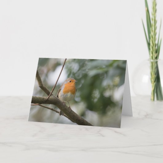 ロビン自然写真 カード (正面)