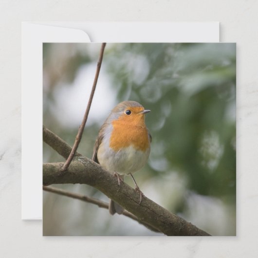 ロビン鳥の自然写真カード (正面)