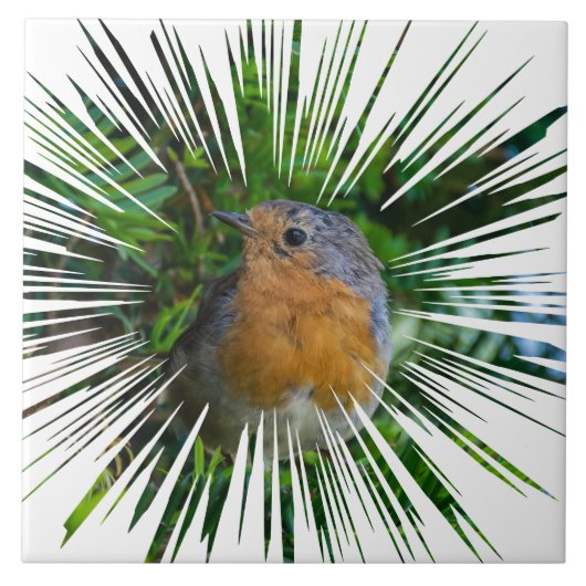 ロビン鳥瞰陶磁器タイル タイル (正面)