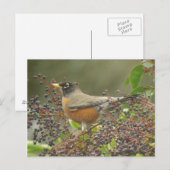 ロビン・イン・ベリー ポストカード (正面/裏面)