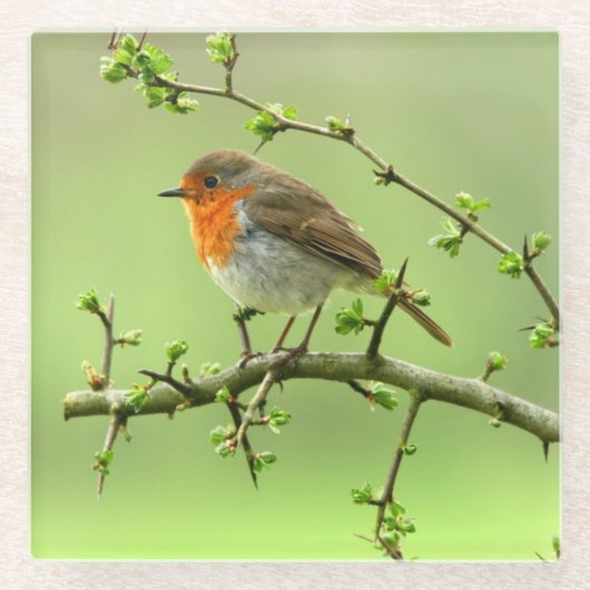 ロビン ガラスコースター (正面)