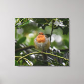 ロビン キャンバスプリント (正面)