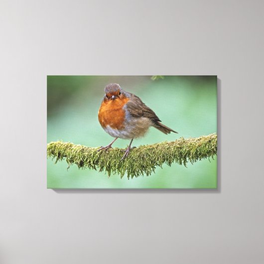 ロビン キャンバスプリント (正面)