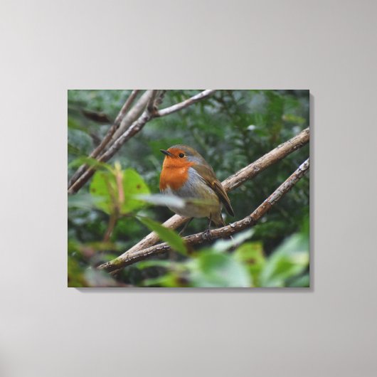 ロビン キャンバスプリント (正面)