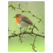 ロビン クリップボード (裏面)