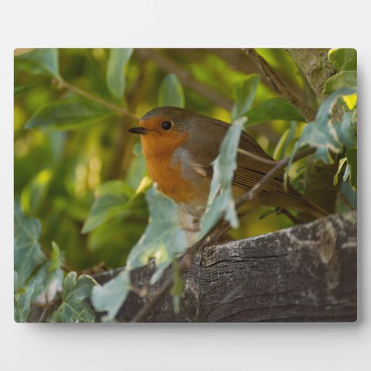 ロビン フォトプラーク (正面)