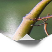 ロビン フォトプリント            (角)