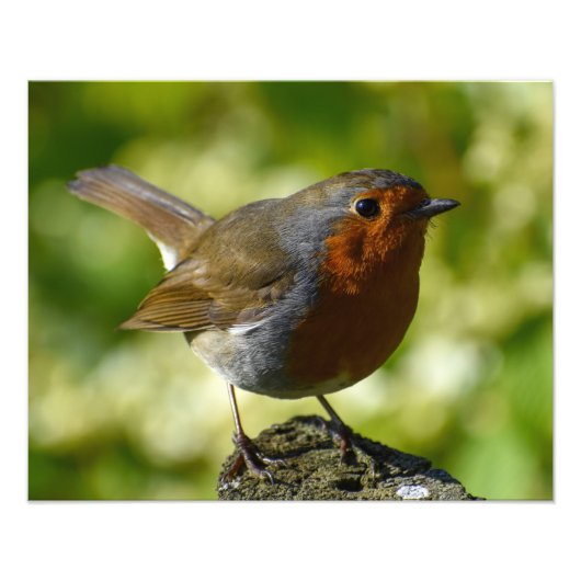 ロビン フォトプリント            (正面)