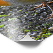 ロビン フォトプリント            (角)