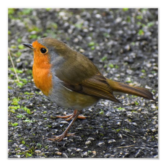 ロビン フォトプリント            (正面)