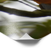 ロビン フォトプリント            (角)