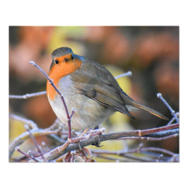 ロビン フォトプリント           